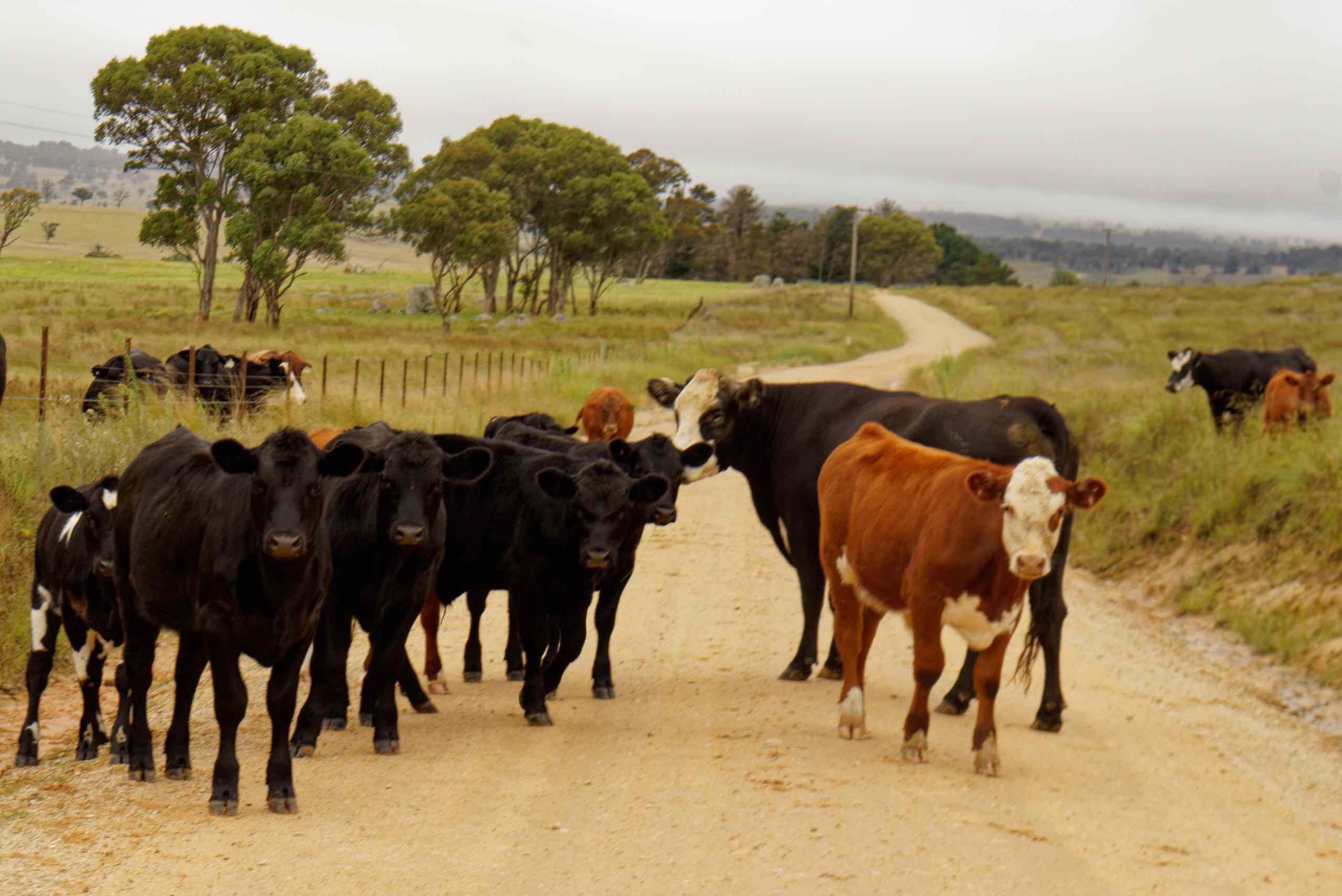 Day 5: Armidale (Cows)