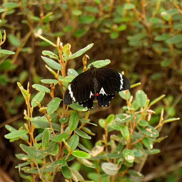 Dangar Gorge (17)