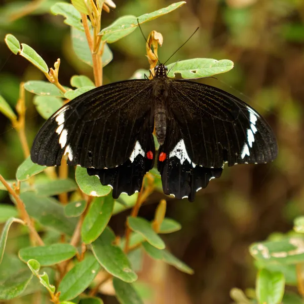 Dangar Gorge (18)