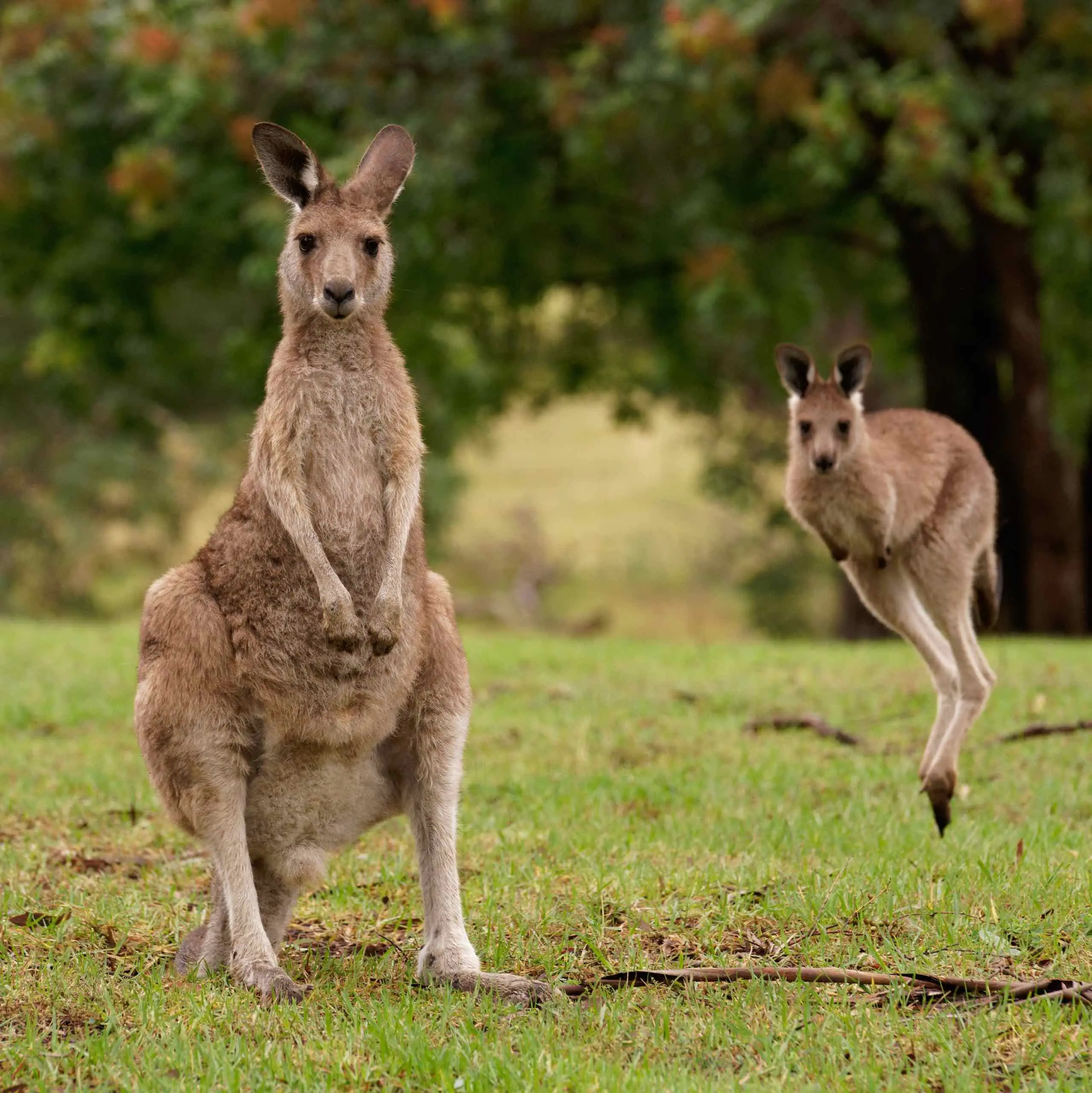 mother and her joey