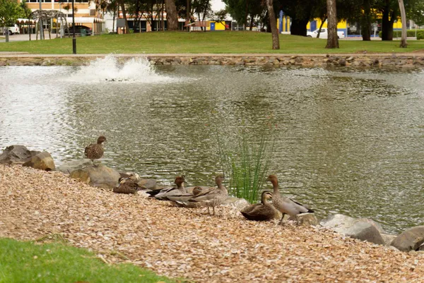 Tamworth Bicentennial Park (5)