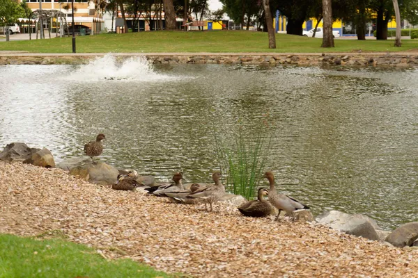 Tamworth Bicentennial Park (5)