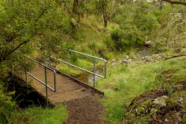 Wollomombi Falls (18)