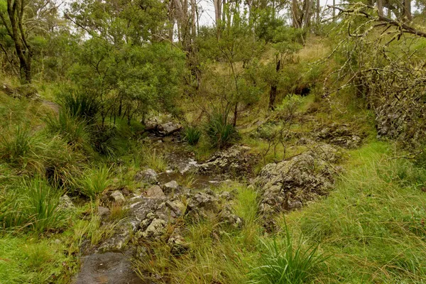 Wollomombi Falls (19)