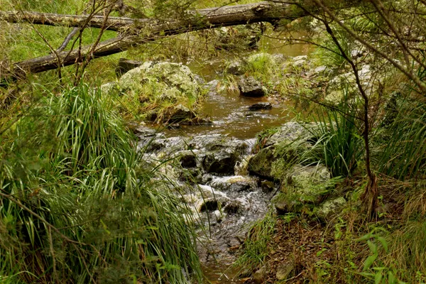 Wollomombi Falls (20)