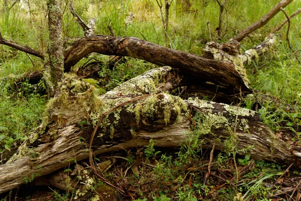 Wollomombi Falls (24)