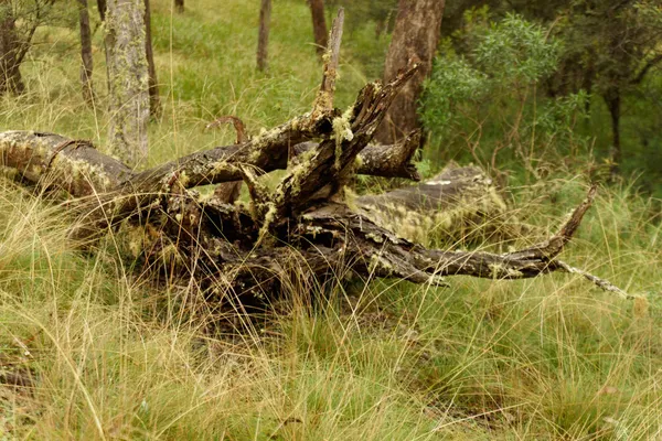 Wollomombi Falls (28)