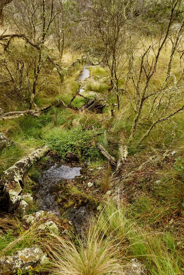 Wollomombi Falls (32)