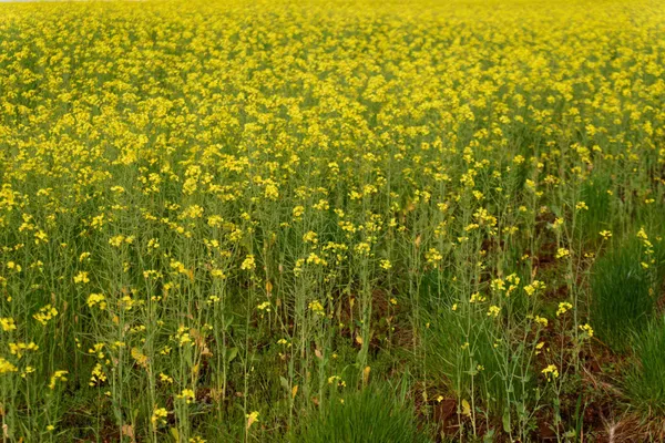 Canola (1)