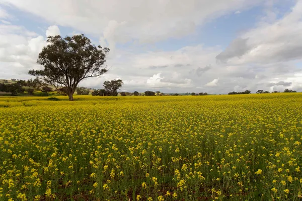 Canola (11)