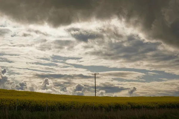 Canola (22)