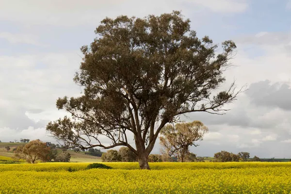 Canola