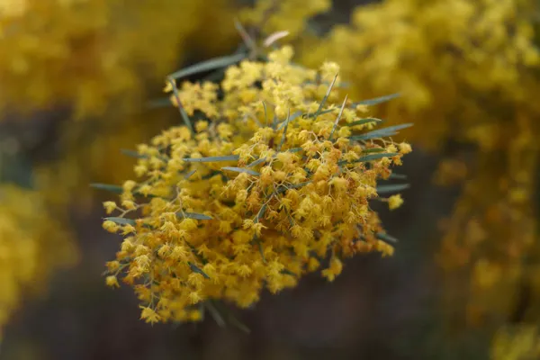 Parliament House Garden (6)