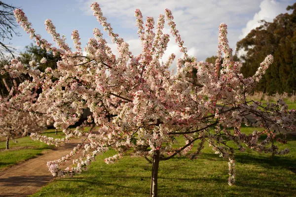 Sakura Avenue (1)