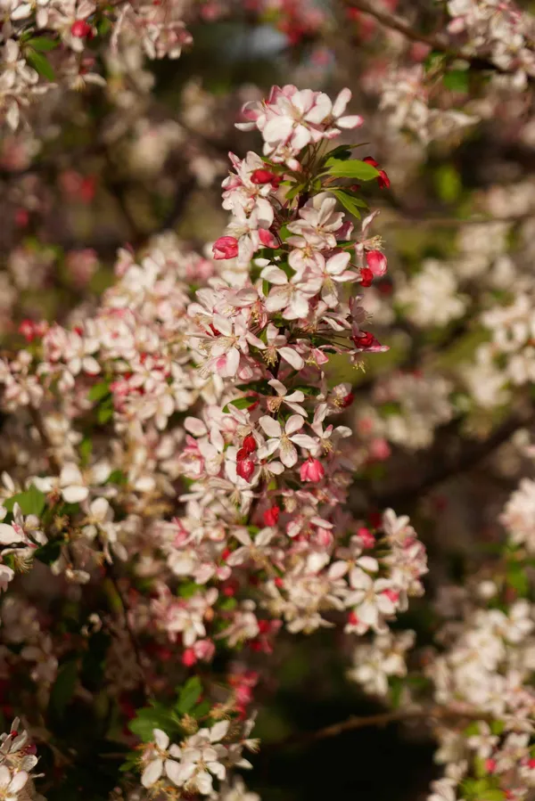 Sakura Avenue (10)