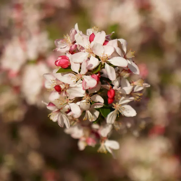 Sakura Avenue (11)