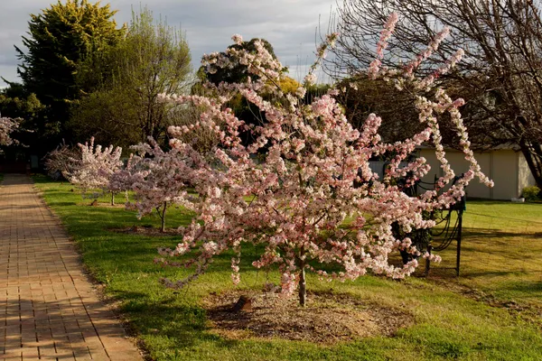 Sakura Avenue (14)