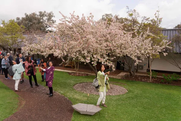 Sakura Matsuri (26)