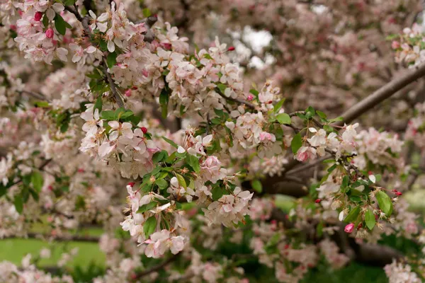 Sakura Matsuri (62)