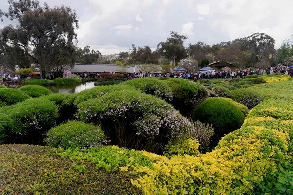 Sakura Matsuri (74)