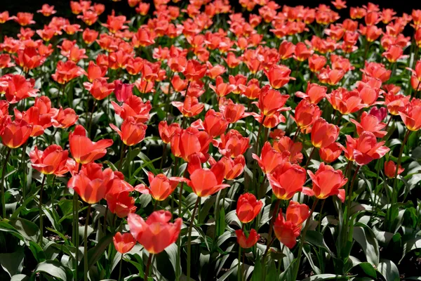 Tulip Top Gardens (31)