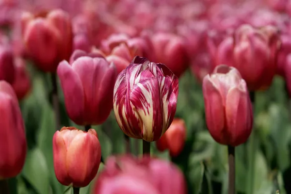 Tulip Top Gardens (32)