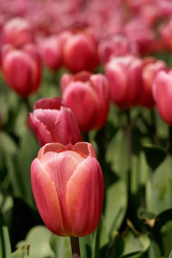 Tulip Top Gardens (33)