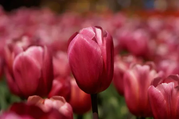 Tulip Top Gardens (34)