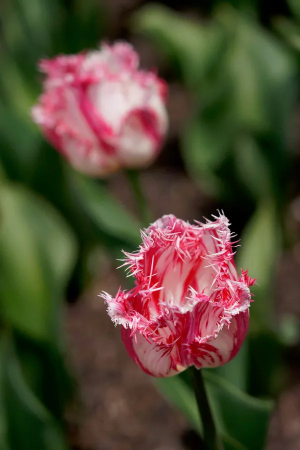 Tulip Top Gardens (45)