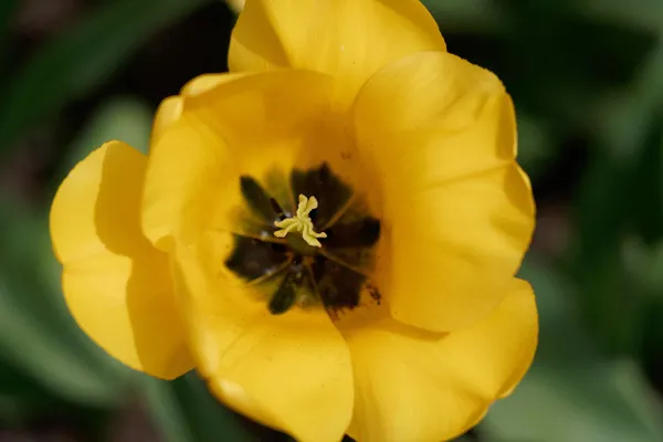 Tulip Top Gardens (46)