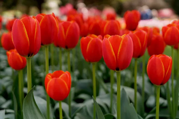 Tulip Top Gardens (73)