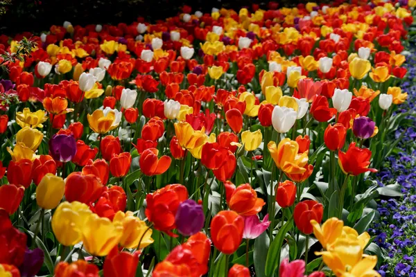 Tulip Top Gardens (84)