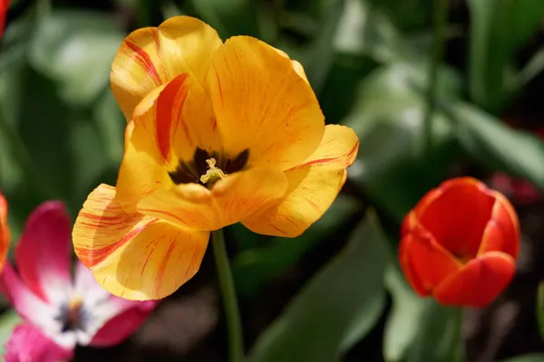 Tulip Top Gardens (85)