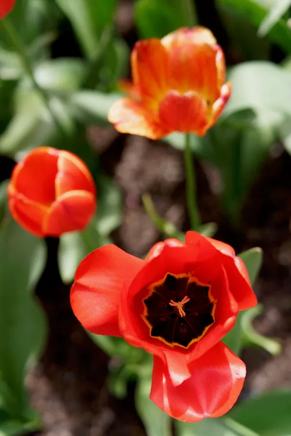 Tulip Top Gardens (86)