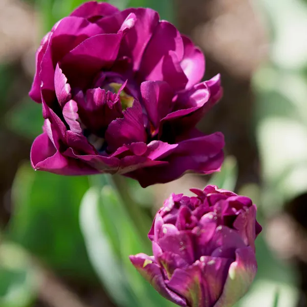 Tulip Top Gardens (90)