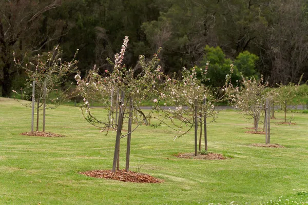 Crab Apple Trees