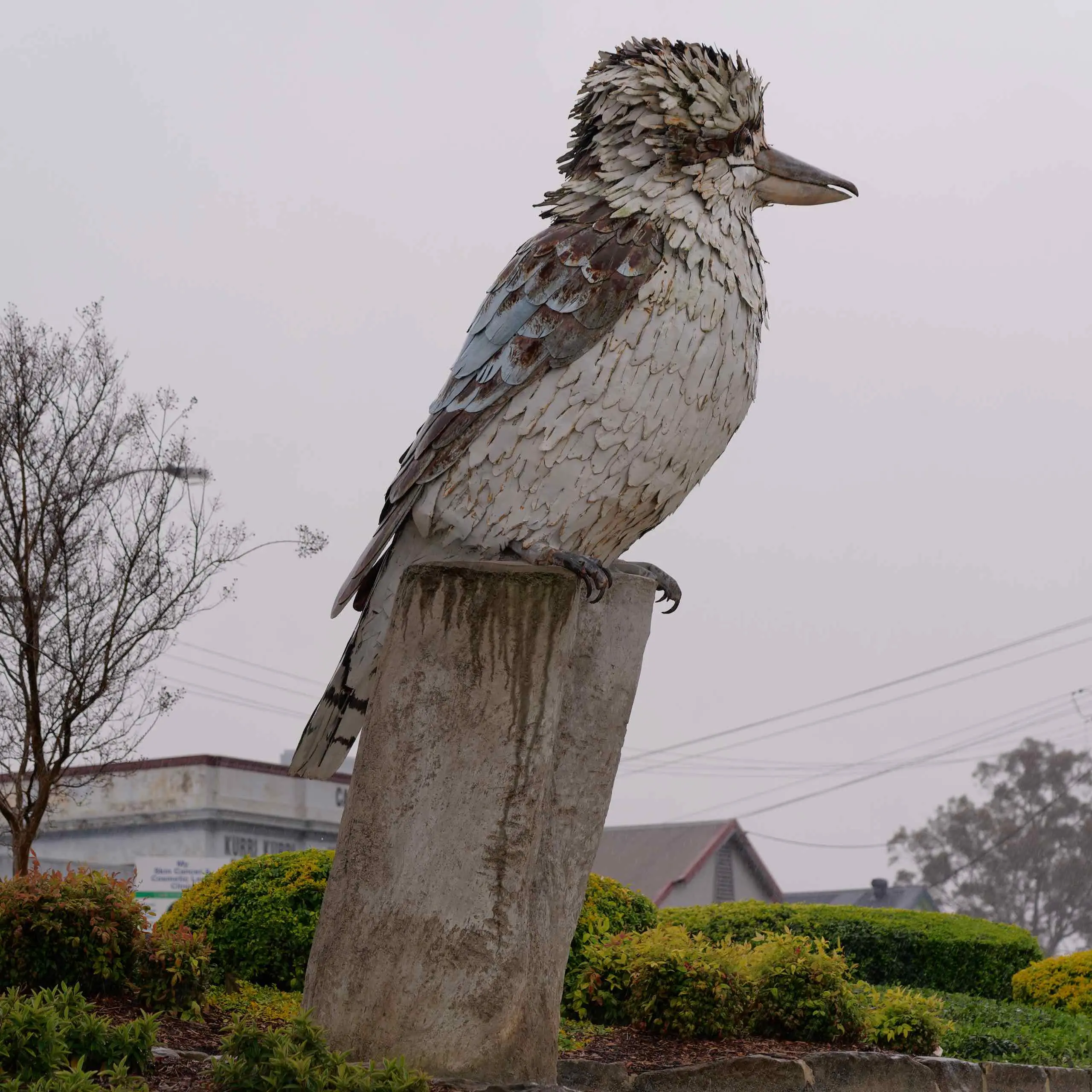 THE BIG KOOKABURRA