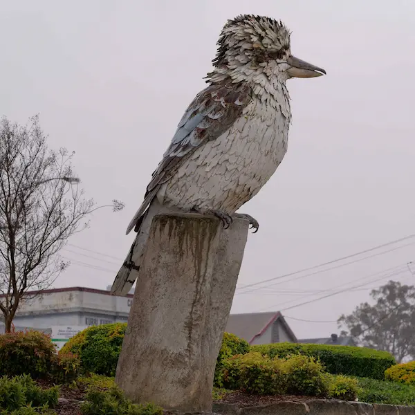 Kookaburra_1