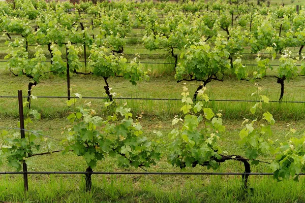 Vineyard (1)