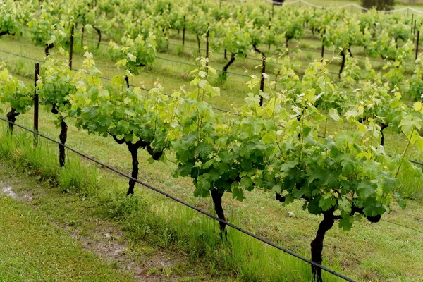 Vineyard (3)