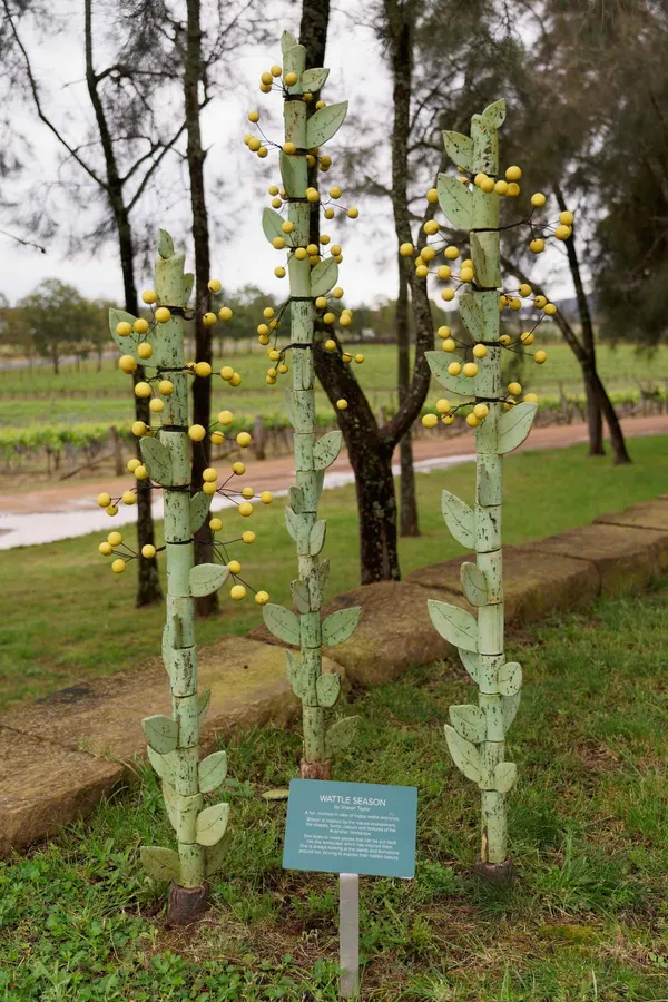 Wattle Season