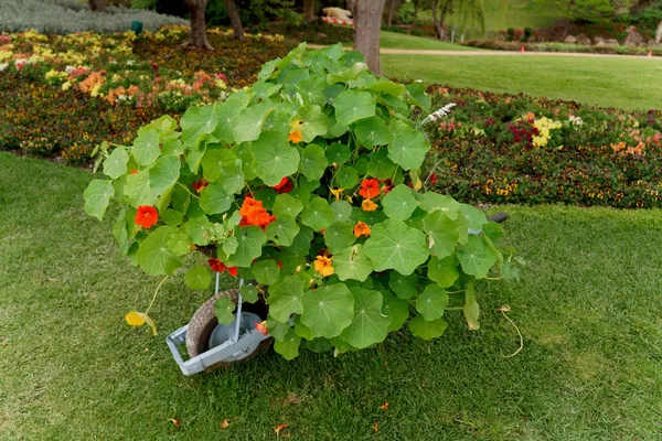 Wheelbarrow (5)