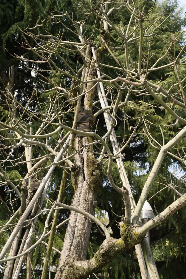 Aogiri Trees exposed to the bombing (2)