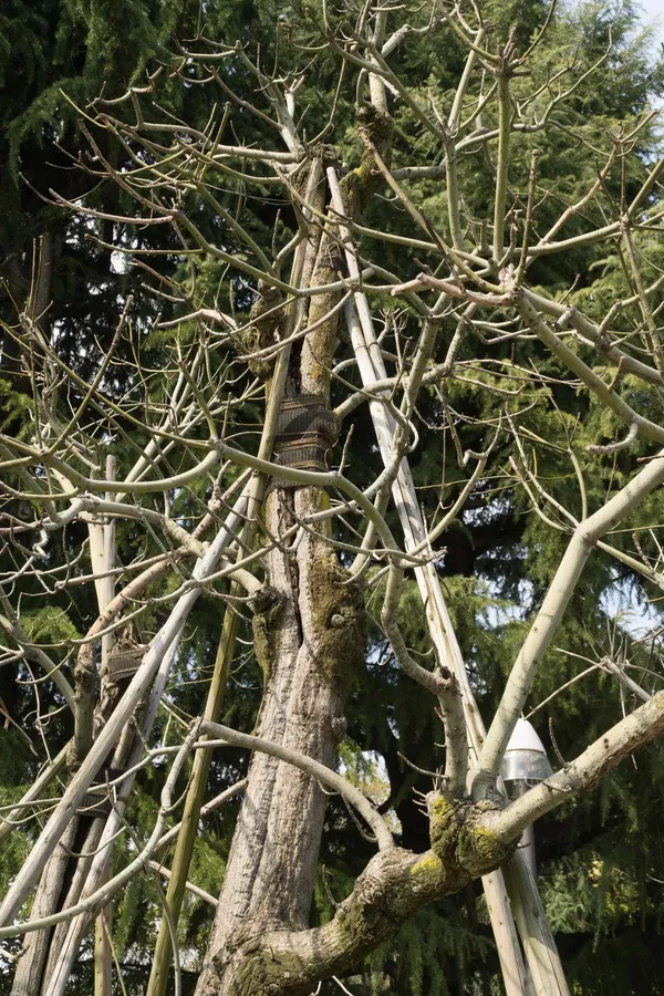 Aogiri Trees exposed to the bombing (2)