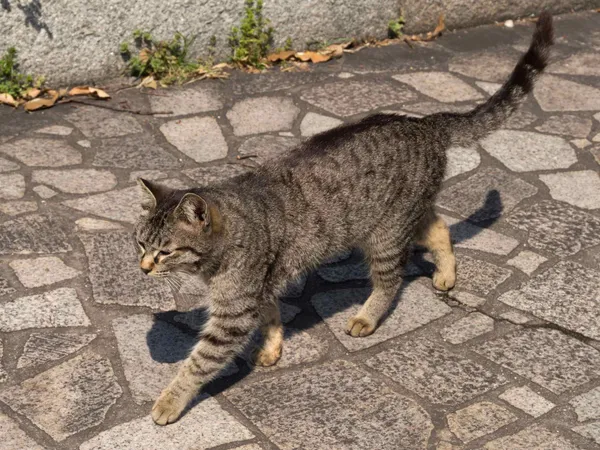 Cat, Enfuku temple