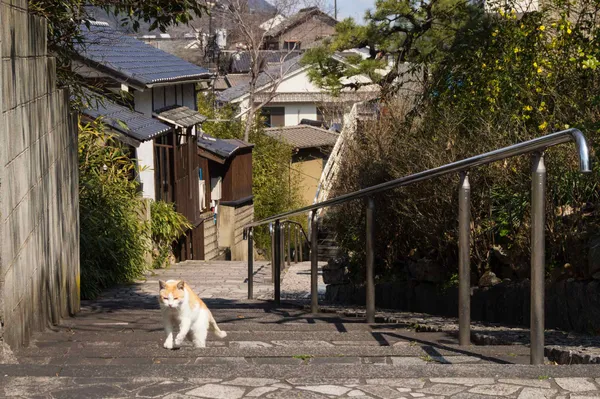 Cat, stairs