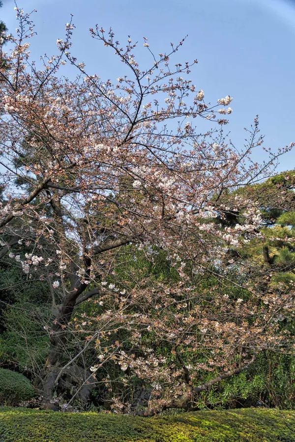 Cherry Blossom (1)