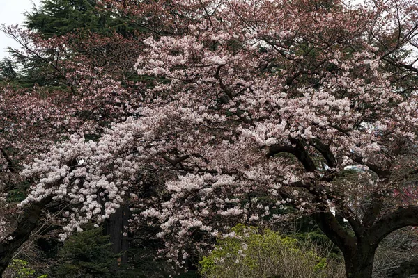 Cherry blossom (1)