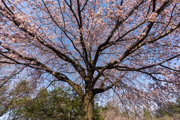 Cherry blossom at Inokashira Onshi park