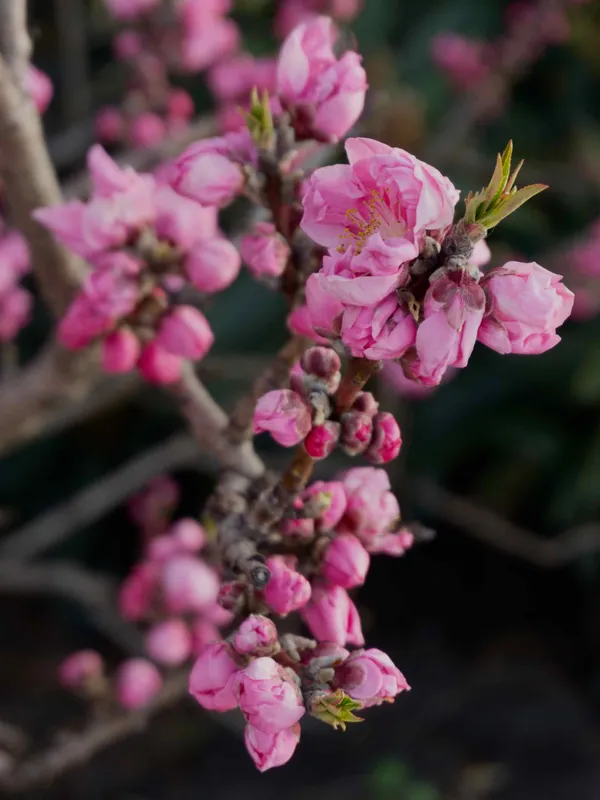 Cherry blossom